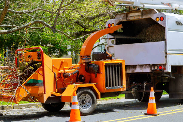 Best Local Tree Services  in Shoh, IL